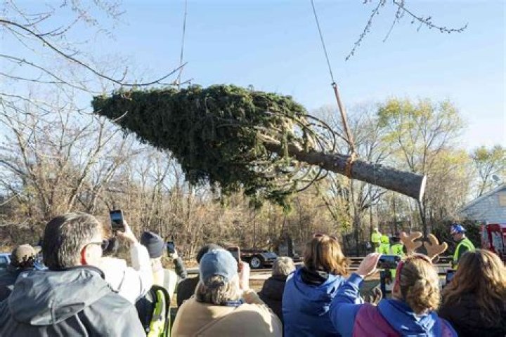
The 2022 Rockefeller Christmas Tree Has Been Cut Down and Is on Its Way to NYC 
